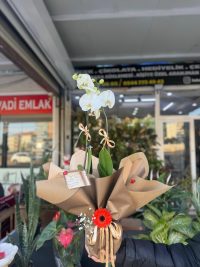 Orkidelerimiz