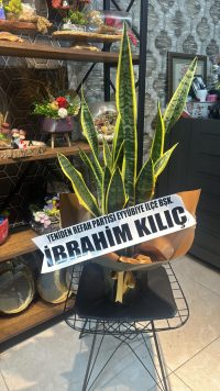 Canlı Saksı
