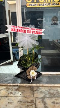 Canlı Saksı