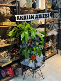 Canlı Saksı