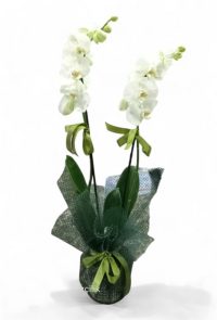 İthal Phalaenopsis Çift Dallı Beyaz Orkide